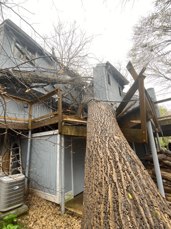 Examples of Tree Removal